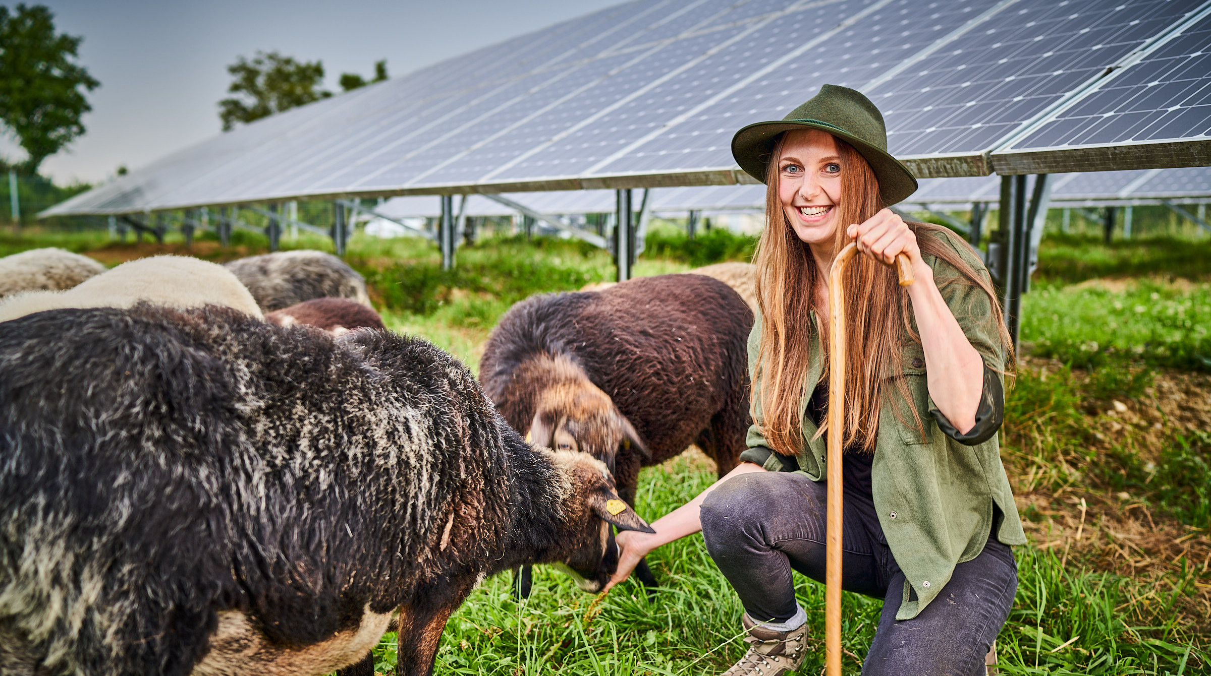 Eine Schäferin mit Schafen im PV-Park der Energieversorgung Ergolding-Essenbach.