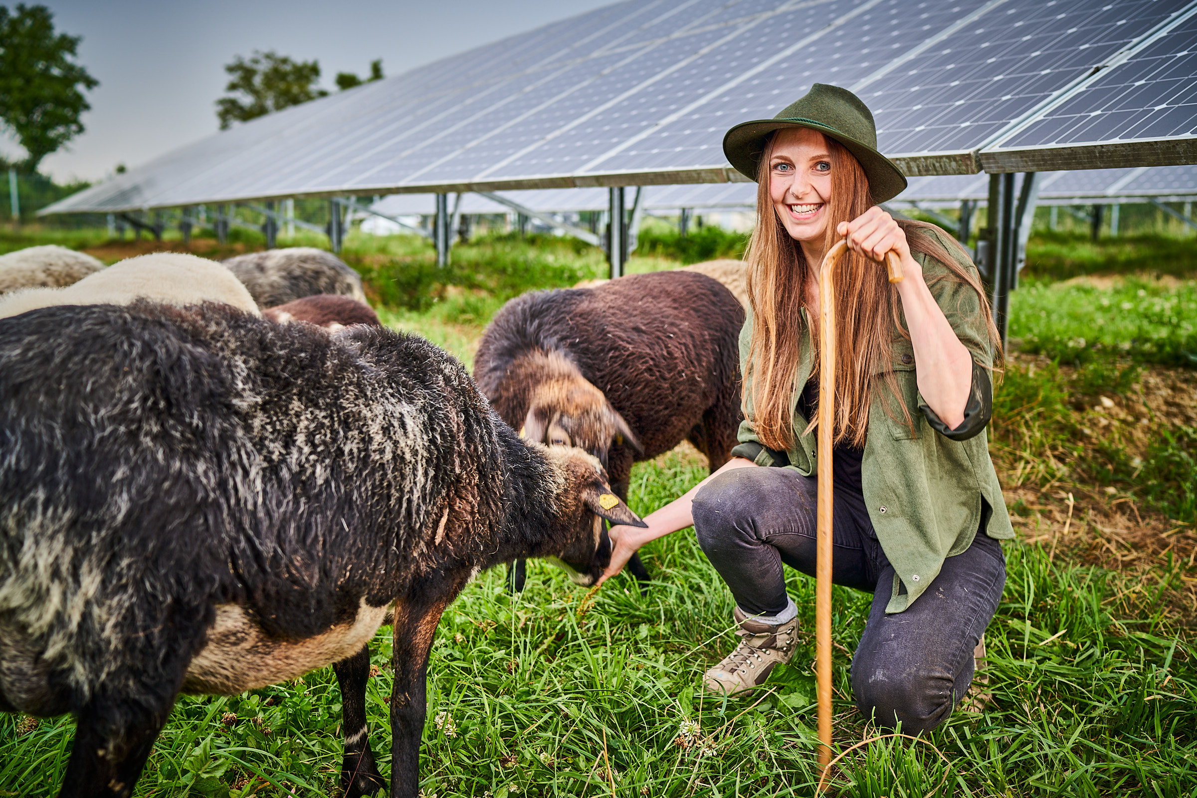 Schäferin mit ihrer Schafherde im PV-Park der Energieversorgung Ergolding-Essenbach